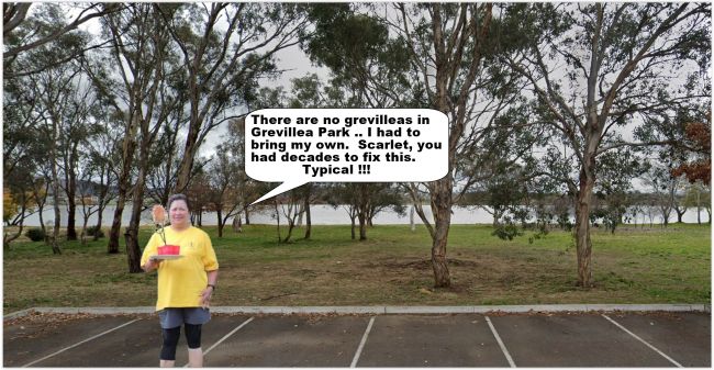 DT-GrevilleaPark.jpg