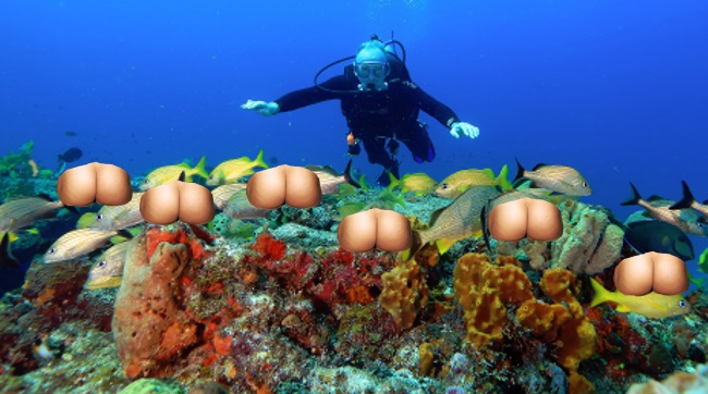 DateDiver.jpg