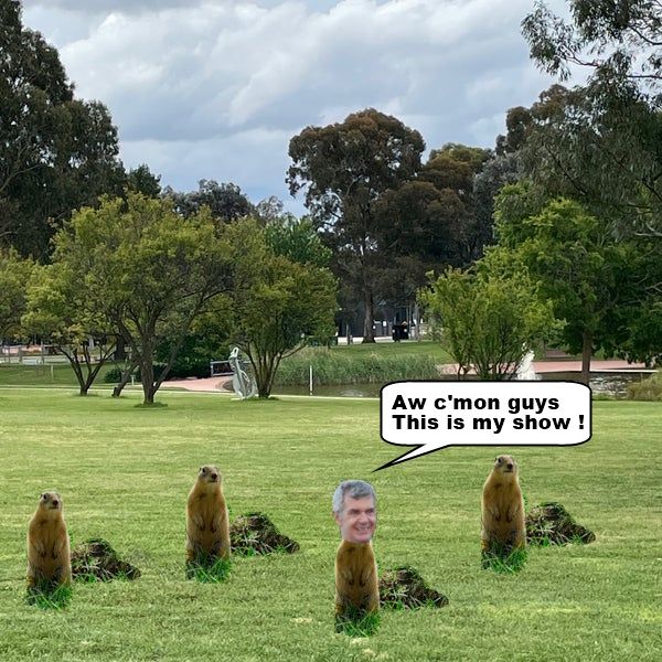 Eddison-Gerbils.jpg
