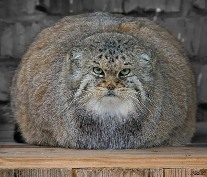 FattestCat.jpg