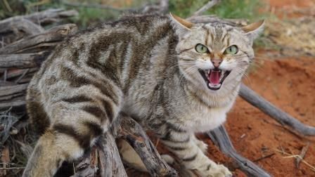 FeralKitty.jpg