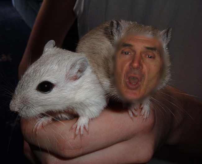 Gerbils.jpg