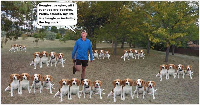 GreaseNipple-Beagle.jpg
