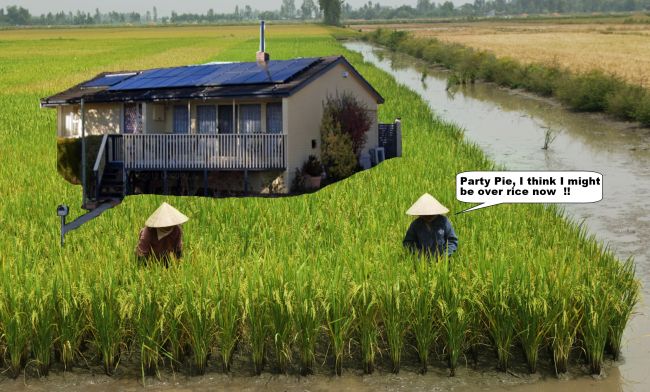 PP-RicePaddy.jpg