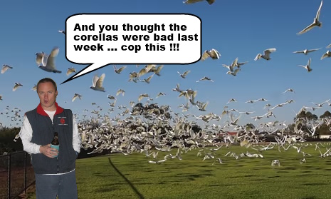 Pooshooter-Corellas.jpg