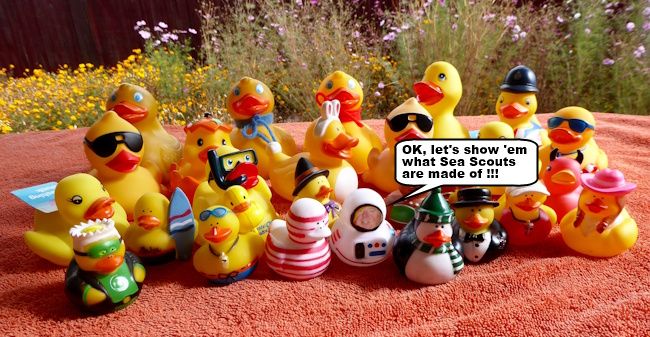 SunBean-SeaScouts.jpg