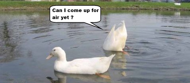 YerrabiDuckhead.jpg